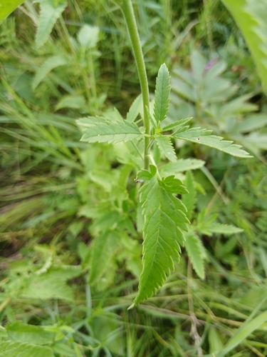 Veronica daurica, photograph 2