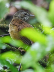 Illadopsis albipectus