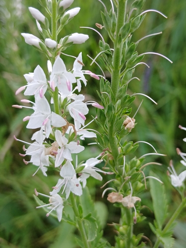 Veronica daurica, photograph 3