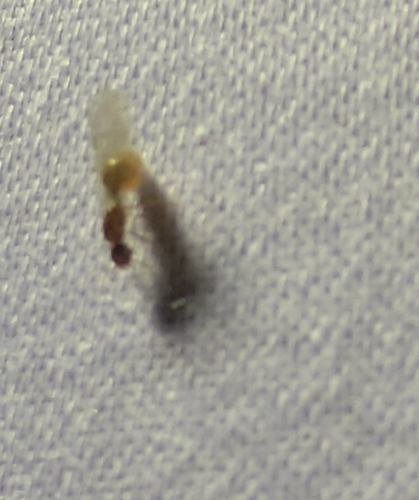 Common American Thief Ant