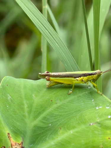Gesonula punctifrons