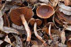 Cortinarius castaneus