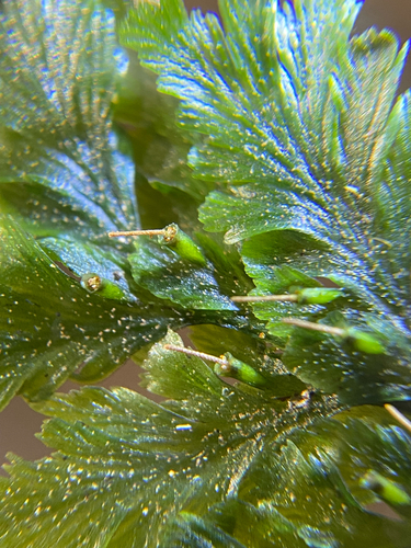 Abrodictyum dentatum observed 2026-07-25