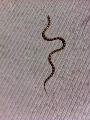 Micrurus tener microgalbineus