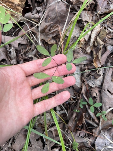 Taenidia integerrima