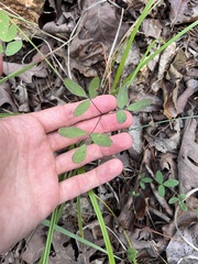 Taenidia integerrima, photograph (c) Nathan Aaron, some rights reserved (CC BY)