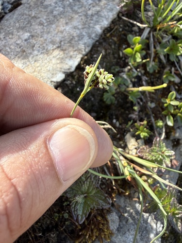 Carex bicolor, photograph 5