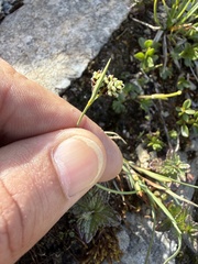 Carex bicolor, photograph (c) Thomas Ebner, some rights reserved (CC BY)