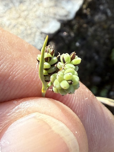 Carex bicolor, photograph 6