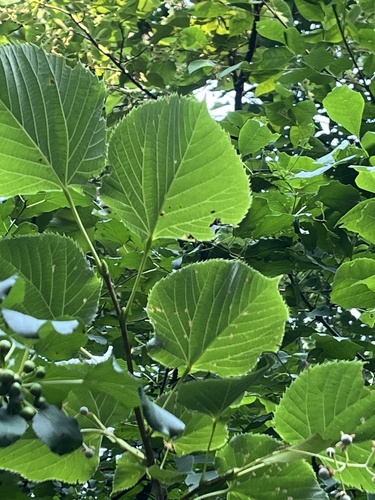 basswood