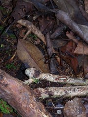 Dinomyrmex gigas borneensis