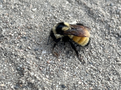 Tricolored Bumble Bee