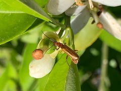 Rhagonycha nigritarsis