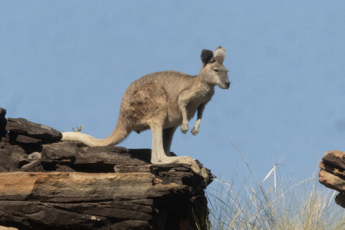 Northern Wallaroo