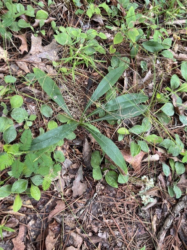 Cirsium carolinianum, photograph 1