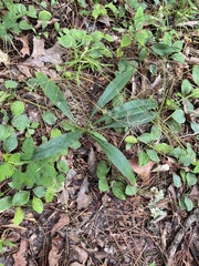 Cirsium carolinianum