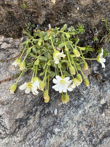 Cerastium uniflorum, photograph 5