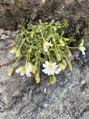 Cerastium uniflorum, photograph (c) Thomas Ebner, some rights reserved (CC BY)
