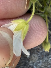 Cerastium uniflorum, photograph (c) Thomas Ebner, some rights reserved (CC BY)