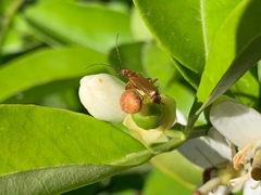 Rhagonycha nigritarsis