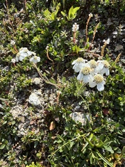 Achillea atrata, photograph (c) Thomas Ebner, some rights reserved (CC BY)