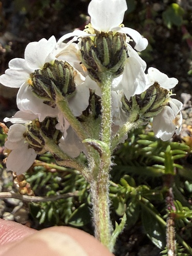 Achillea atrata, photograph 3