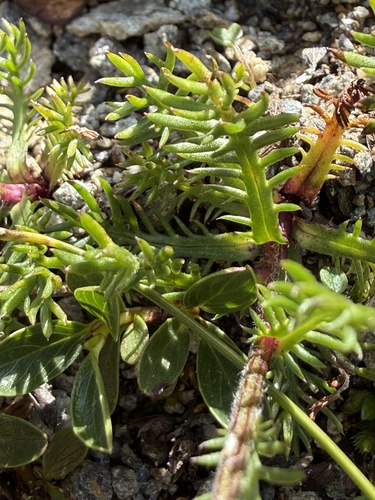 Achillea atrata, photograph 4