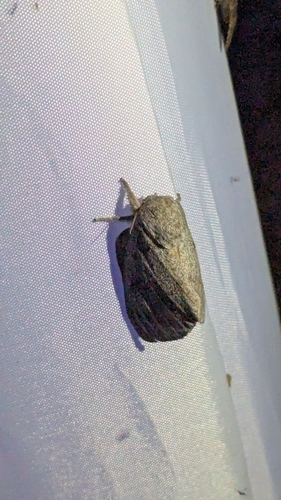 Hubbard's Silk Moth