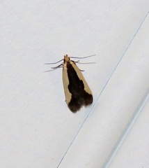 Dichomeris inserrata