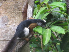 Callosciurus prevostii