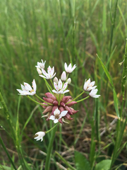 Amerallium