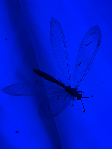 Euptilon ornatum