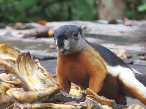 Prevost's Squirrel, photo 4 of 10