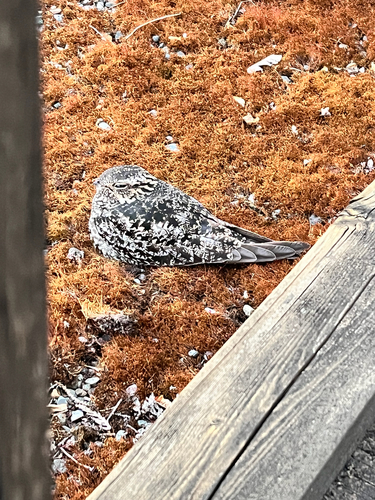 Common Nighthawk