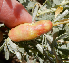 Asphondylia atriplicis