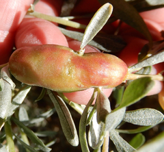 Asphondylia atriplicis