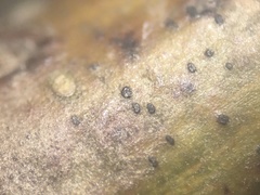 Arthonia punctiformis