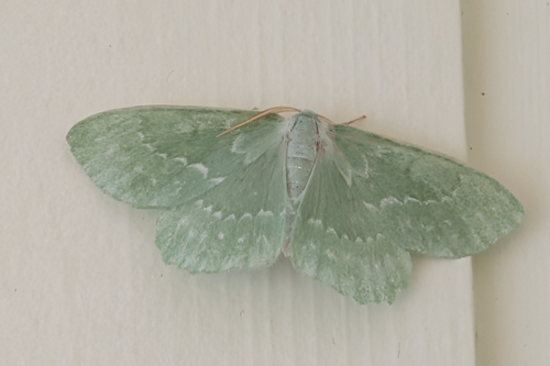 Large Emerald