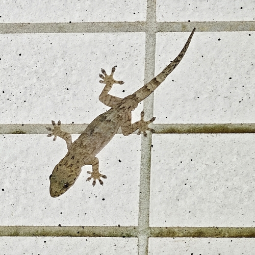Gekko chinensis observed 2026-05-16