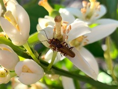 Rhagonycha nigritarsis