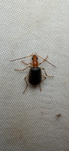 Brachinus adustipennis