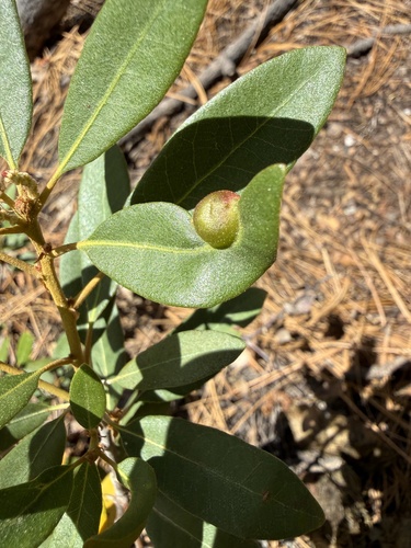 iNaturalist observation photo of Chrysolepicynips juliae
