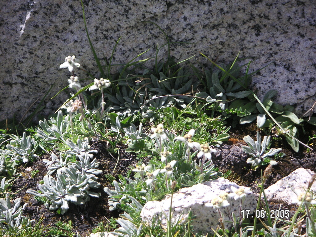 Leontopodium leontopodinum; photograph F. Bemmerlein-Lux, CC BY, iNaturalist via GBIF