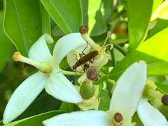Rhagonycha nigritarsis