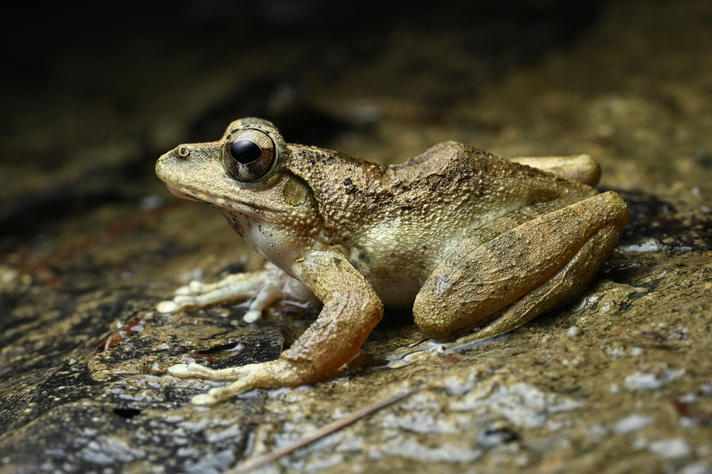 Robust Kajika Frog