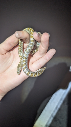 Glossy Snake