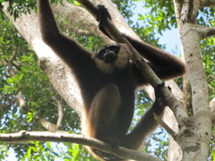 Hylobates albibarbis