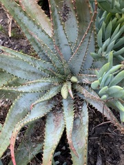 Aloe suprafoliata
