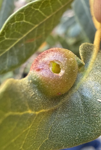 iNaturalist observation photo of Chrysolepicynips juliae