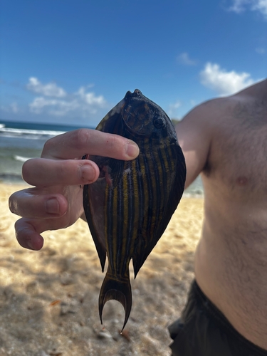 Striped Surgeonfish